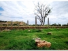 4 Axum-Yeha-Axum 20090918-20 (6)