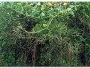 3-ff-gondar-20090916-17-2
