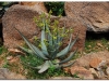 4-ff-axum-yeha-20090918-20-1