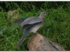 4-ff-axum-yeha-20090918-20-12