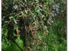 4-ff-axum-yeha-20090918-20-2