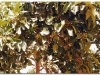 4-ff-axum-yeha-20090918-20-3