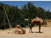 4-ff-axum-yeha-20090918-20-5
