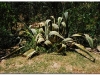 4-ff-axum-yeha-20090918-20-7