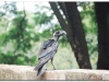 5-ff-lalibela-20090921-22-4