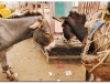 6-ff-harar-20090924-25-1