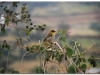 6-ff-harar-20090924-25-3