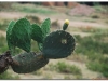 6-ff-harar-20090924-25-4