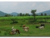2-bahar-dar-20090914-15-15