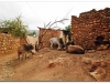 6-harar-30