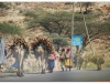 6-harar-55