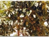 faunaflora-etiopii-14