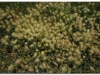 faunaflora-etiopii-19
