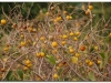 faunaflora-etiopii-32