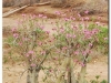 faunaflora-etiopii-36