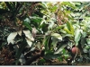 faunaflora-etiopii-37