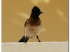 faunaflora-etiopii-51