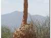 faunaflora-etiopii-53