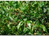 faunaflora-etiopii-7