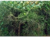 faunaflora-etiopii-9