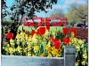 19950424-london-hyde-park-tulips