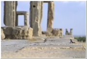 20140825 3 Persepolis 86