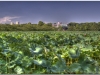 20120823-japonia-tokio-22-tonemapped