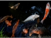 20120825-japonia-tokio-hakone-96
