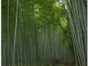 201200831-japonia-kioto-138 201200831-japonia-kioto-138