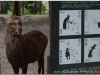 20120905-japonia-nara-107