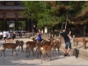 20120905-japonia-nara-53