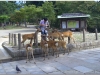 20120905-japonia-nara-54