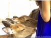 20120905-japonia-nara-59