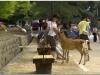 20120905-japonia-nara-65