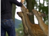 20120905-japonia-nara-69