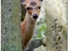 20120905-japonia-nara-92