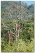 Laos 4 (4).JPG