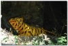 5-laos_002.jpg