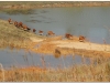 20081128-laos-ponsavanh-14