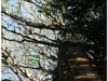 20081130-laos-luang-prabang-9