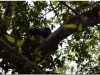 20130506-gwatemala-tikal-remate-2