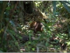 20130507-gwatemala-tikal-remate-79
