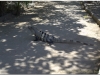 20130510-meksyk-tulum-16