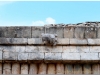 20130513-meksyk-uxmal-merida-38 20130513-meksyk-uxmal-merida-38
