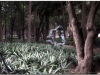 20130516-meksyk-meksyk-31