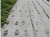 2003-05-wilga-czersk-45