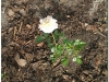 2005-0625-26-urle-7