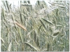 2005-0625