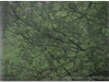 2007-0429-0501-wisla-cieszyn-tgr-1