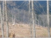 2007-0429-0501-wisla-cieszyn-tgr-45